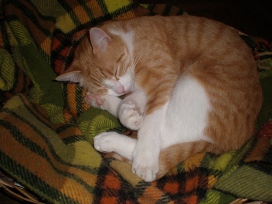 my cat sleeping in his bed