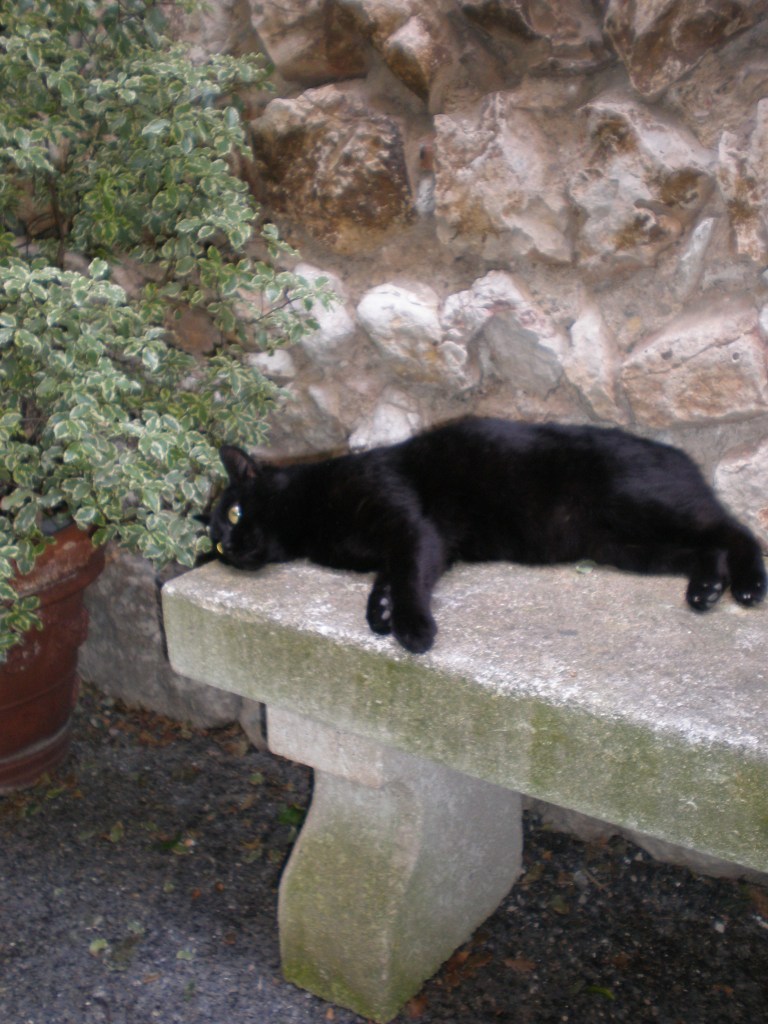 French cat, St.Paul-de-Vence, 2011