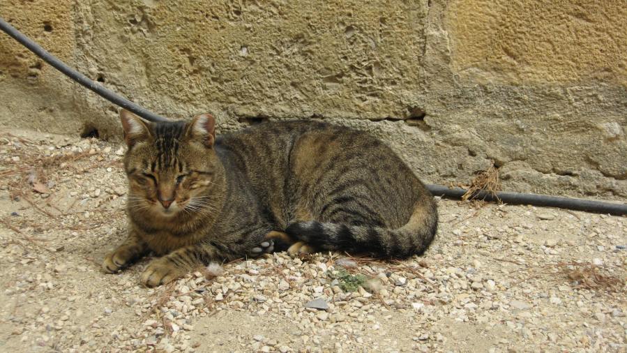 Portuguese cat, Lisbon, 2014