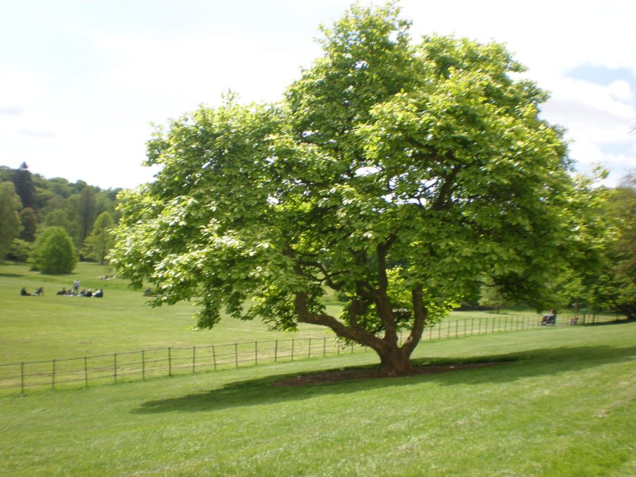 the tree from Notting Hill movie