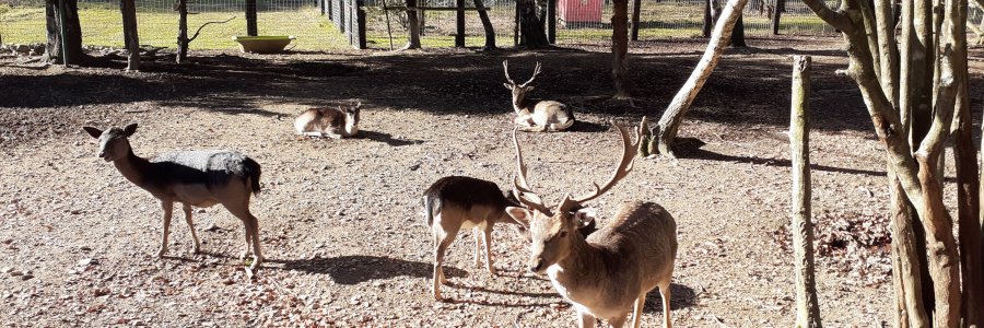 Family day out: Forest Fairytale in Croatia