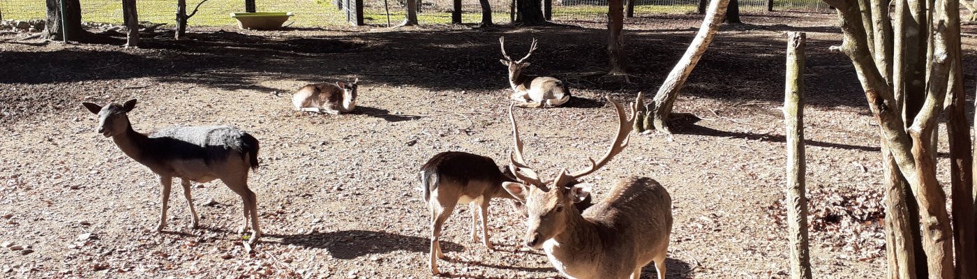 Family day out: Forest Fairytale in Croatia