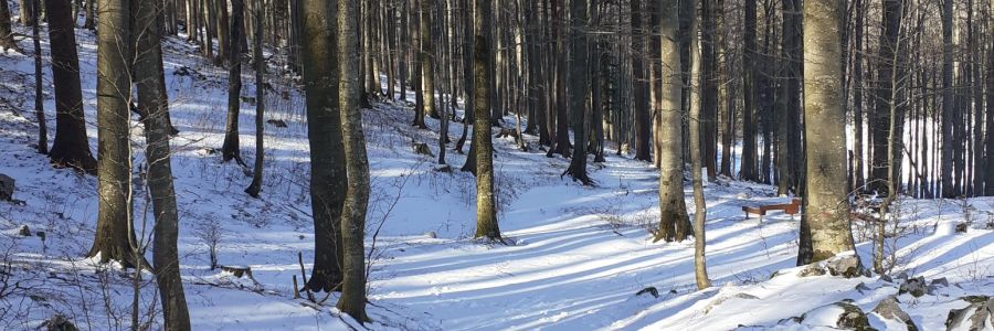 Life & blog update: January and February 2025