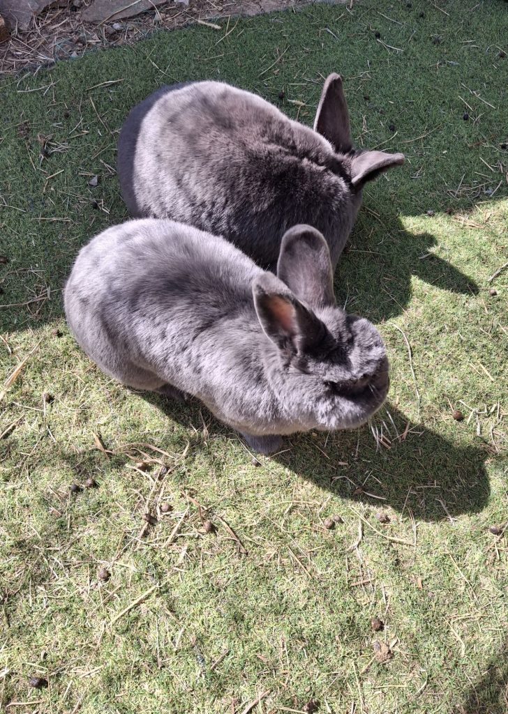 Life & blog update: April&nbsp;2025