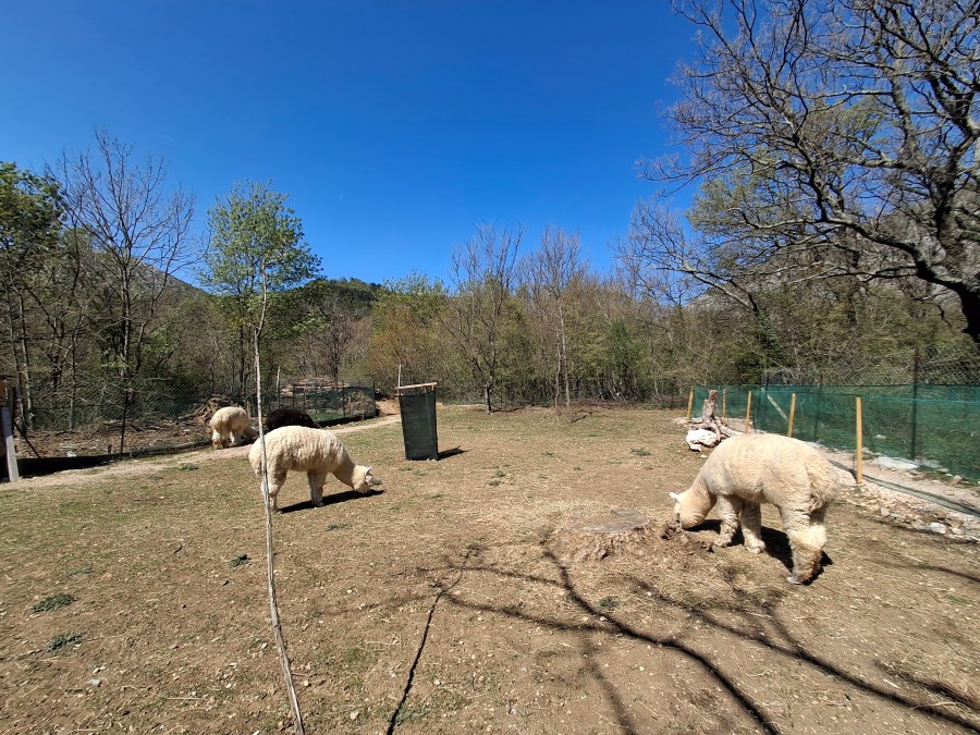 Family day out: Alpaka Ranch No&nbsp;stress